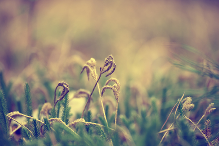 Green moss macroの写真素材