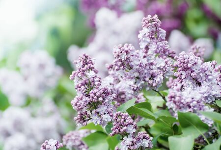 Spring lilac flowersの写真素材