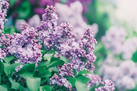 Spring lilac flowersの写真素材