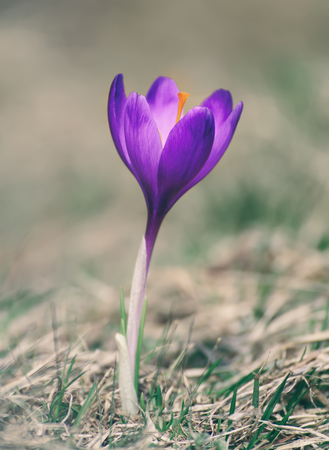Spring crocus flowerの写真素材