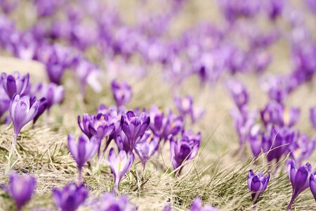Spring crocus flowersの写真素材