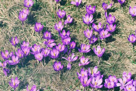 Spring crocus flowersの写真素材