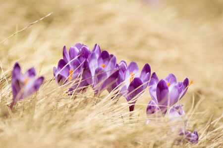 Spring crocus flowers