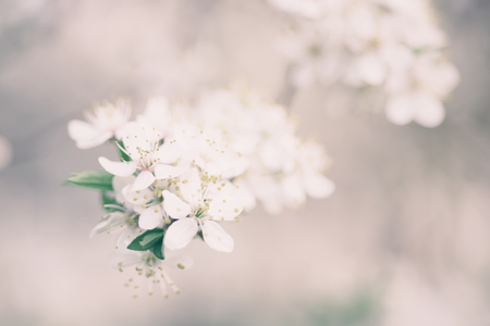 Plum spring flowers