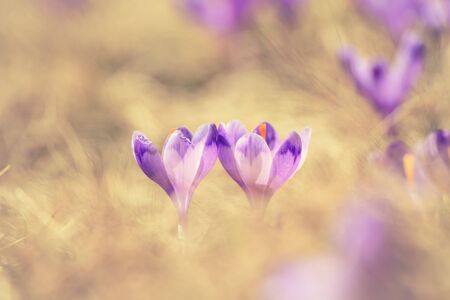 Spring crocus flowersの写真素材