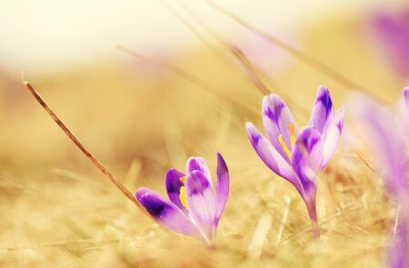 Spring crocus flowersの写真素材