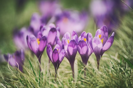 Spring crocus flowerの写真素材