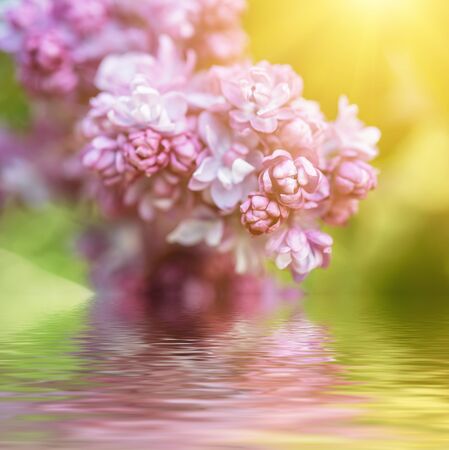 Branch of lilac flowersの写真素材