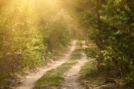 Summer green forestの写真素材