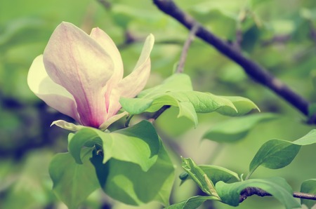 Magnolia spring flowersの写真素材