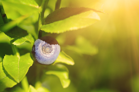 Ripe blueberries in natureの写真素材