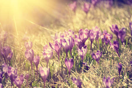 Spring crocus flowers