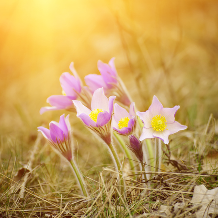 Pasque-flower in nature