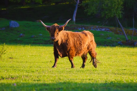 Scotland highland bullの写真素材