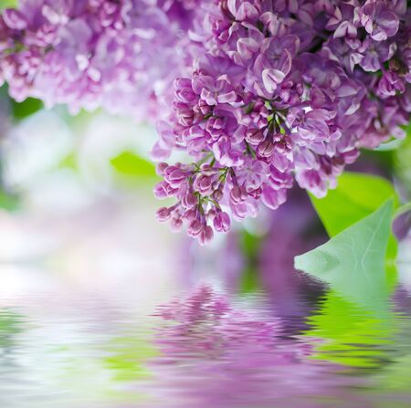 Branch of lilac flowersの写真素材