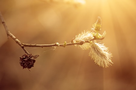 Blooming willow branchの写真素材