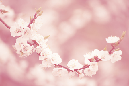 Apricot tree blossomsの写真素材