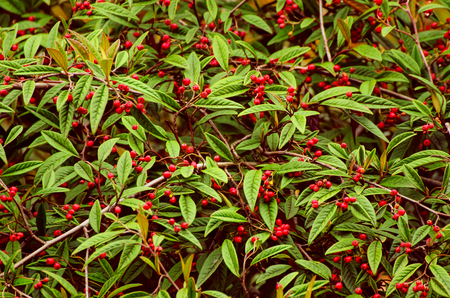 Autumn berries texture