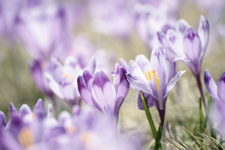 Spring crocus flowers