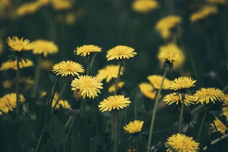 Dandelion flower meadowの写真素材