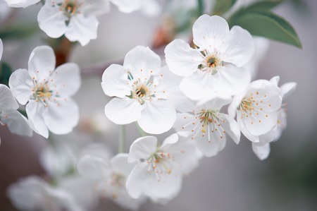 Cherry spring flowersの写真素材