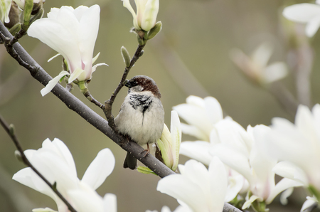 Magnolia spring flowersの写真素材