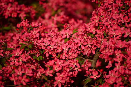 Red apple blossomsの写真素材