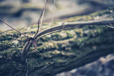 Abstract natural backgroundの写真素材