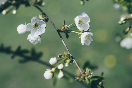Cherry spring flowersの写真素材