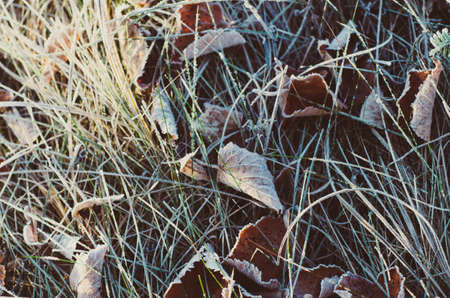 Frozen dry leavesの写真素材