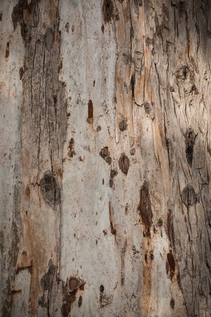 Eucalyptus bark textureの写真素材