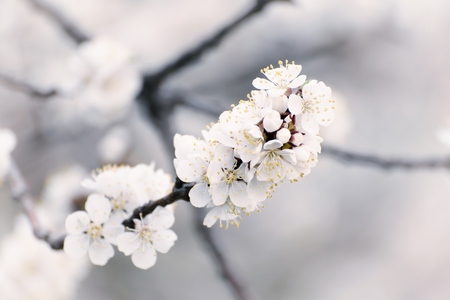 Apricot tree flowerの写真素材