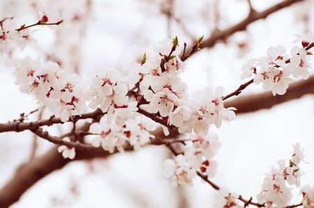 Apricot tree blossomsの写真素材