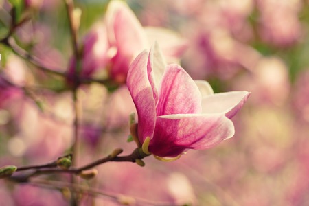 Magnolia spring flowersの写真素材