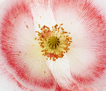 Poppy flower backgroundの写真素材