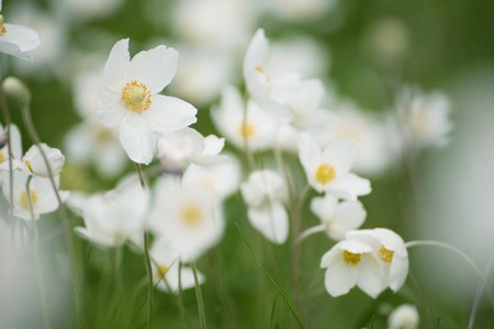 White anemona flowersの写真素材