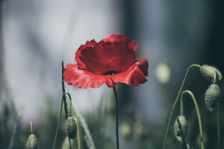 Red spring poppyの写真素材