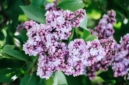 Spring lilac flowers