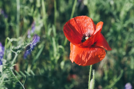 Red spring poppyの写真素材