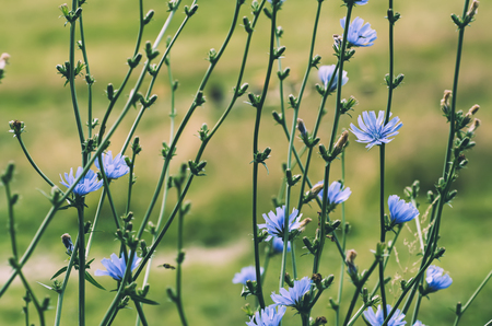 Chicory flower in natureの写真素材