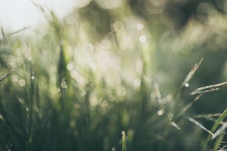 Natural abstract backgroundの写真素材