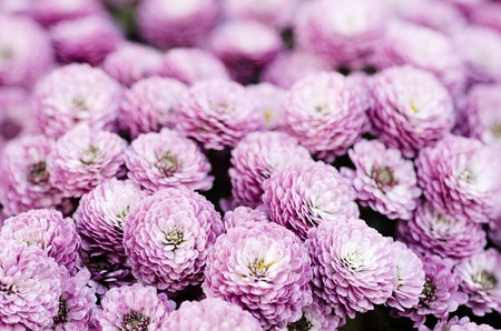 Chrysanthemum macro flowersの写真素材