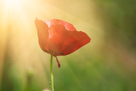 Red spring poppyの写真素材