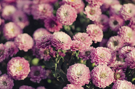 Chrysanthemum macro flowersの写真素材