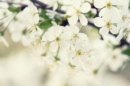 Cherry flowers frame