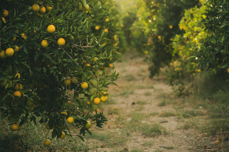 Orange garden with fruitの写真素材