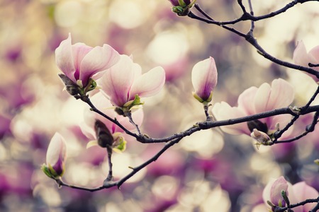 Magnolia spring flowersの写真素材