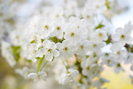 Cherry flowers frameの写真素材
