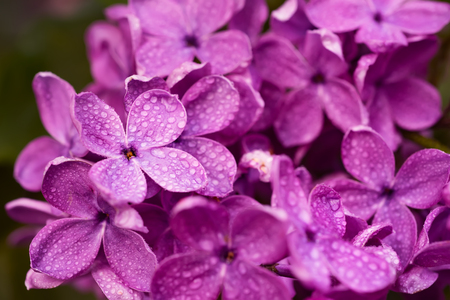 Lilac flowers macroの写真素材