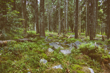 North scandinavian forestの写真素材